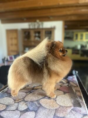 Pixie