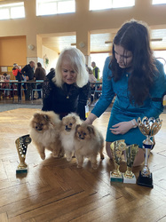 Pomeranian