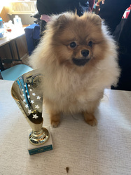 Pomeranian