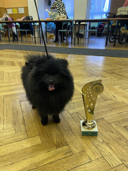 Pomeranian