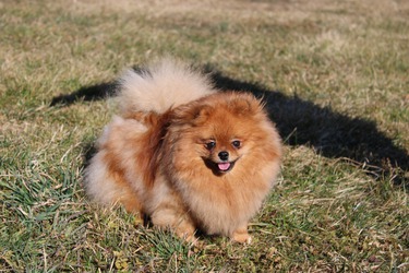 Pomeranian