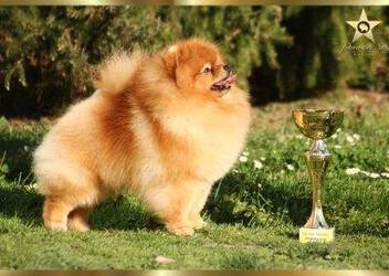 Pomeranian